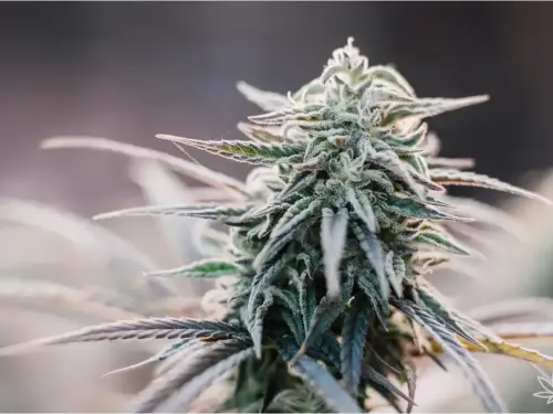 Gorilla Strawberry Auto – une douceur puissante au caractère sauvage